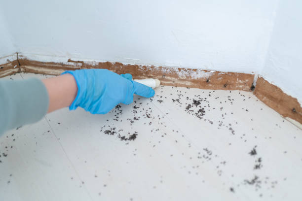 Best Pest Prevention Services  in Manhattan Beach, CA